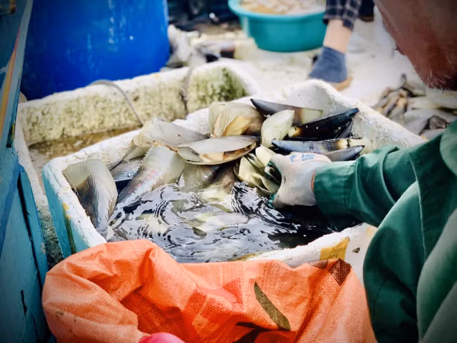 Nhiều ngư dân còn để lưới qua ngày rồi cứ 4 hoặc 5 người cùng nhau kéo. Bình quân một ngày đi biển, mỗi thuyền đánh bắt được từ 2-8 tạ tùy theo từng thời điểm.