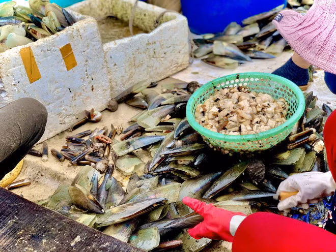 Sau khi thuyền vào cập cầu bến, chủ thuyền hoặc lái buôn (mua sò lại từ chủ thuyền) sẽ thuê người dân đến sơ chế lọc lấy cồi, bỏ phần thịt nhão, sau đó rửa sạch cồi sò rồi mang đến nhập cho các cửa hàng.