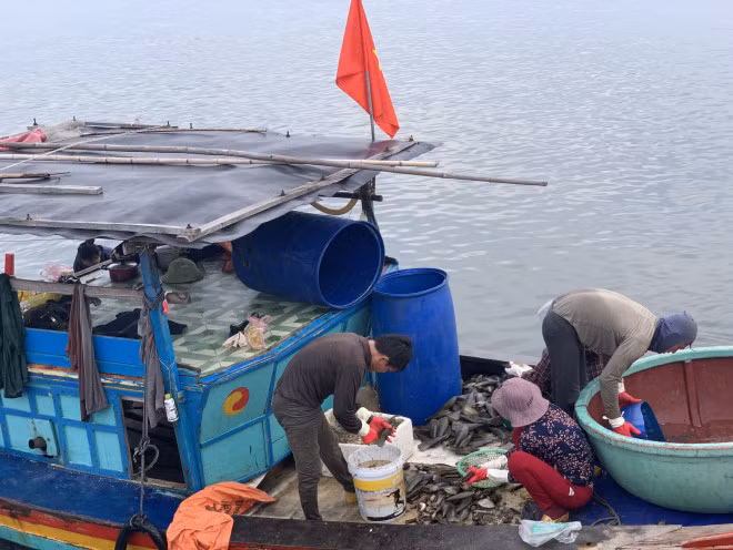 Những ngư dân sơ chế sò mai ngay trên thuyền vừa cập bến.