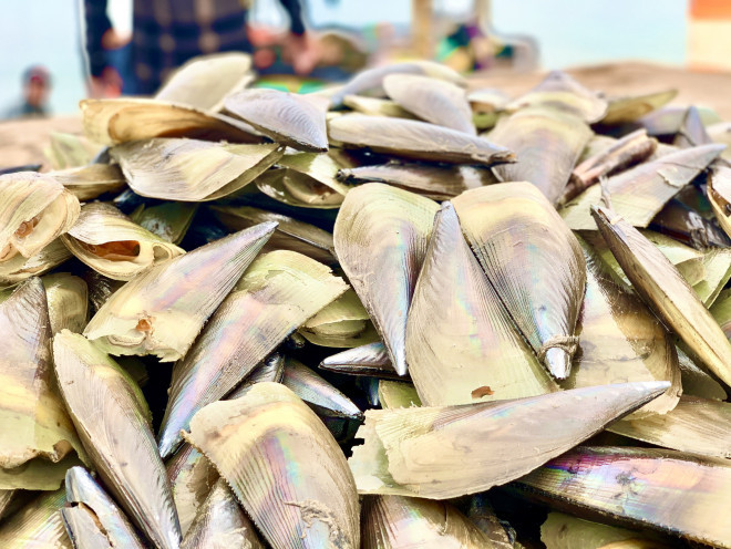 Loài hải sản này thân màu nâu, to cỡ mu bàn tay người lớn, hình tam giác, vỏ phình ra, 2 lớp cơ thịt nối liền 2 mảnh vỏ nên nhiều nơi còn gọi là con bắp chuối. Với mỗi chuyến thuyền đi đánh bắt trở về, ngư dân kiếm được từ 5-20 triệu đồng/thuyền.