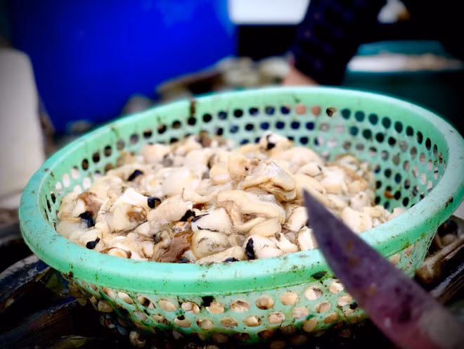 Để bắt được sò mai khá đơn giản, chỉ quây lưới từ độ sâu khoảng 10m rồi đợi vài giờ thấy nặng lưới thì vớt lên hoặc lặn xuống bắt.