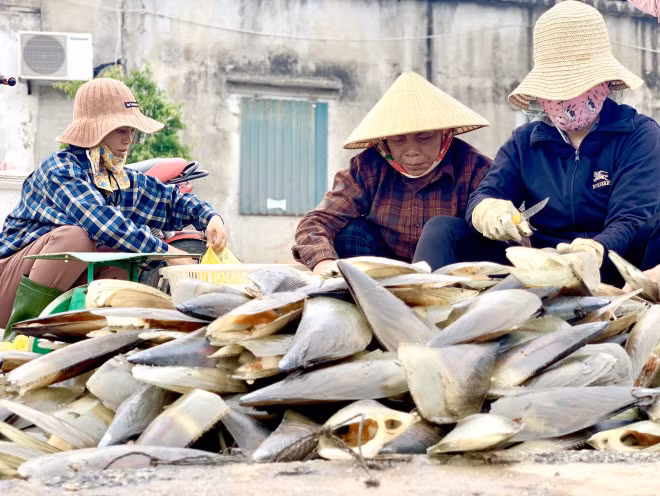 Những chủ thuyền nơi đây cho hay, những ngày qua lượng tàu thuyền đi khai thác sò mai rất nhiều.