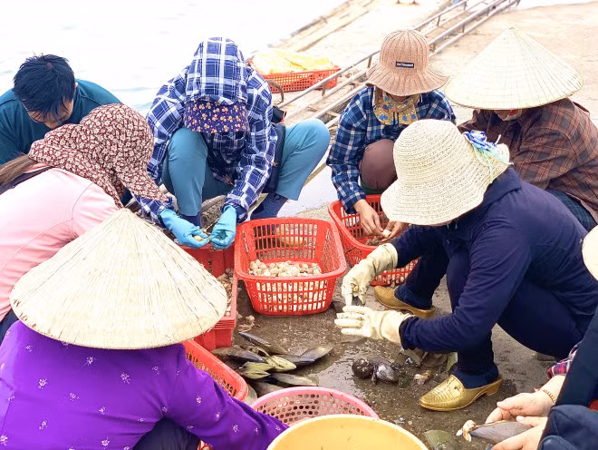 Dịp này, cứ đều đặn vào mỗi buổi chiều, người dân lại đổ ra cảng để chế biến sò mai. Nhiều gia đình có 2 - 3 người cùng làm, mỗi giờ cũng kiếm thêm được từ 50 -70 ngàn đồng.