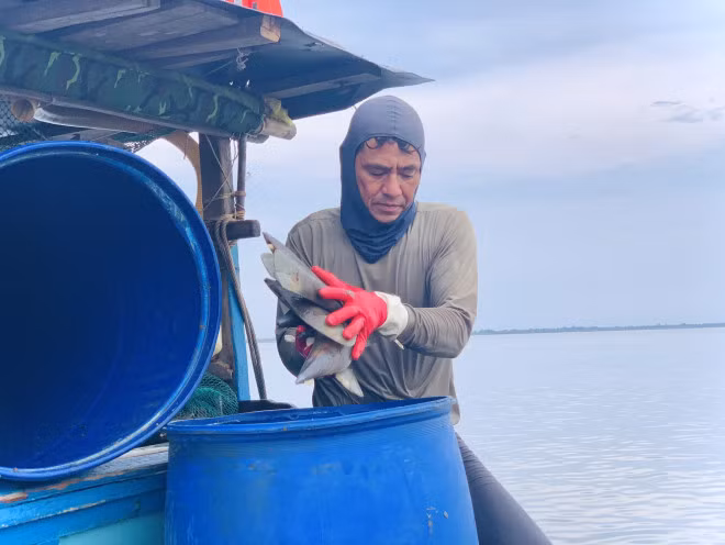 Còn anh Trần Văn Thìn (36 tuổi), một chủ thuyền đánh bắt sò mai chia sẻ, như hôm nay thuyền anh đánh bắt được gần 7 tạ sò mai. 10kg sò mai vỏ chế biến ra được 1kg cồi sò mai. Chi ít chuyến ra khơi lần này anh Thìn thu về 14 triệu đồng.