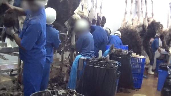 Những con đà điểu bị vặt lông và lột da sống một cách tàn nhẫn. Họ lấy da đà điểu để chế tác thành túi xách thượng hạng. Ảnh: Peta.