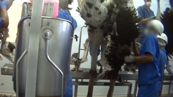 Đó là hình ảnh chụp lén tại hai công ty đà điểu giết mổ lớn nhất thế giới, trong đó có công ty cung cấp da đà điểu độc quyền cho thương hiệu Hermès Birkins. Ảnh: Peta.