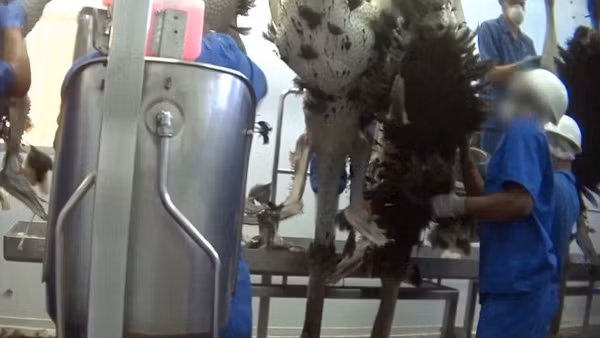 Đó là hình ảnh chụp lén tại hai công ty đà điểu giết mổ lớn nhất thế giới, trong đó có công ty cung cấp da đà điểu độc quyền cho thương hiệu Hermès Birkins. Ảnh: Peta.