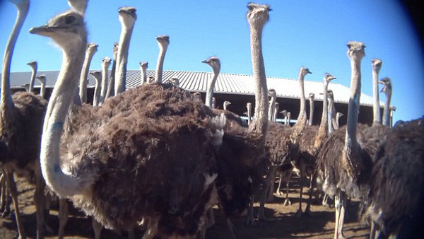 Tuy nhiên, những hình ảnh sản xuất nguyên liệu da đà điểu làm nên những chiếc túi hàng hiệu được Tổ chức Bảo vệ Quyền lợi Động vật (PETA) công bố khiến nhiều người "phẫn nộ". Ảnh: Peta.