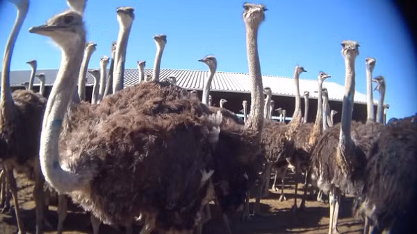 Tuy nhiên, những hình ảnh sản xuất nguyên liệu da đà điểu làm nên những chiếc túi hàng hiệu được Tổ chức Bảo vệ Quyền lợi Động vật (PETA) công bố khiến nhiều người "phẫn nộ". Ảnh: Peta.