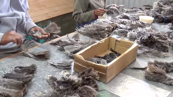 Lông đà điểu sẽ được dùng trong những bộ cánh xa hoa đẳng cấp. Ảnh: Peta.