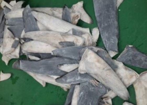 Tuy nhiên, quy trình đánh bắt để có được thứ vây cá đắt đỏ bậc nhất hành tinh từng bị nhiều tổ chức lên án bởi mức độ tàn nhẫn. Ảnh: Getty.