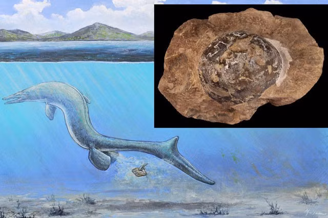 Phat hien hoa thach trung 68 trieu nam tuoi, nghi cua loai Thuong long