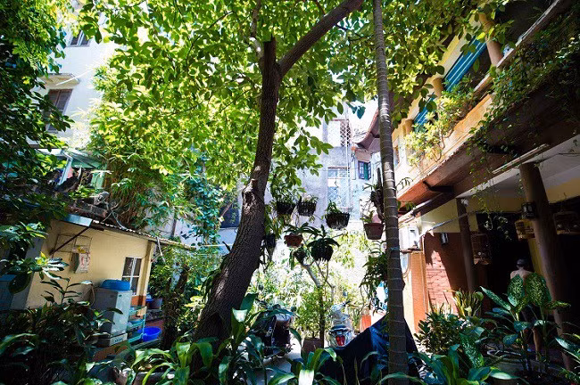 Kết cầu bên ngoài nhìn vào là nhà ống nhưng bên trong lại là nhà vườn với hệ thống sân vườn rộng 180m2, gồm các loại cây cối, hoa lá như: Tre, lộc vừng, cau, bơ, hồng xiêm… sau đó mới tới hệ thống nhà ở. Ảnh: Dân Việt.