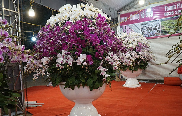 Được biết, chậu lan 100 triệu ghép từ 320 cành hoa lan hồ điệp với nhau để tạo nên một "siêu phẩm nghệ thuật". Ảnh: Dân Việt.