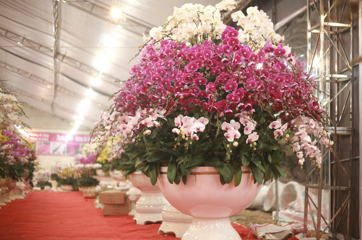 Chậu lan hồ điệp gồm nhiều tầng với các màu sắc khác nhau được chào giá 100 triệu đồng. Ảnh: Baogiaothong.