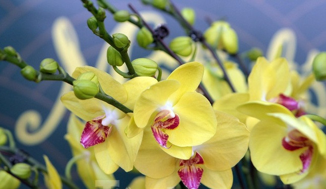 Đặc biệt, lan hồ điệp vàng khá hút khách. Ảnh: Tiền phong.