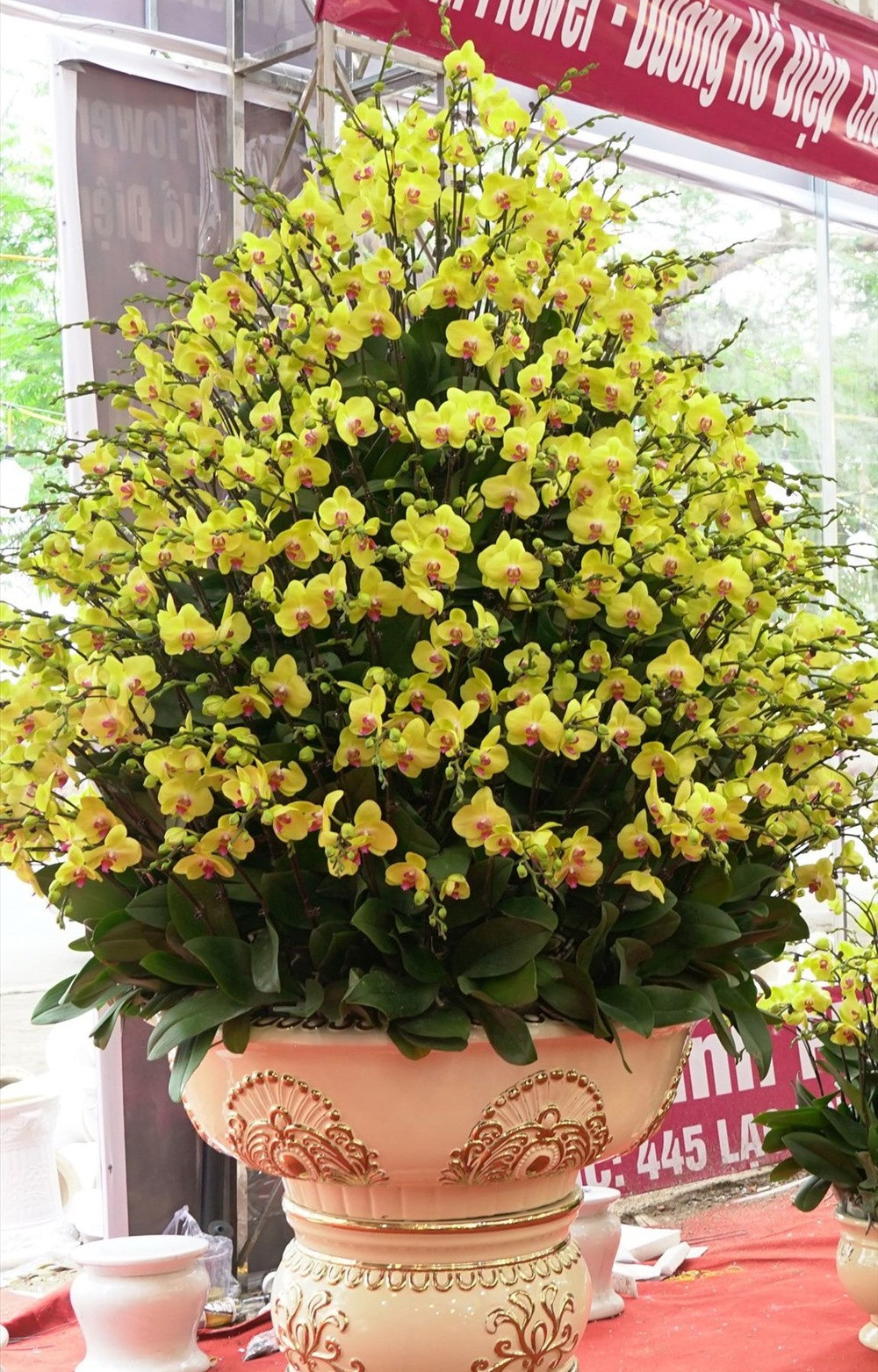 Đáng chú ý, tại một cửa hàng hoa Lan Đà Lạt ở Hà Nội có một chậu hoa lan hồ điệp đặc biệt có giá 106 triệu đồng. Ảnh: Lao động.