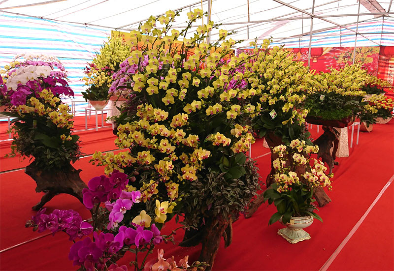 Tại Hội chợ Xuân Canh Tý 2020 trên đường Hoàng Minh Giám (Thanh Xuân, Hà Nội), khách tham quan đặc biệt chú ý đến chậu lan hồ điệp ghép trên gỗ lũa. Ảnh: Kinhtedothi.