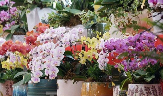 Bên cạnh những chậu lan khủng, nhiều chậu lan tầm trung cũng được ưa chuộng. Ảnh: Tiền phong.