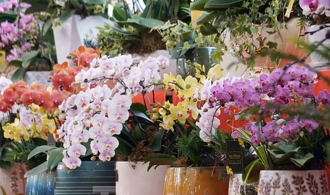 Bên cạnh những chậu lan khủng, nhiều chậu lan tầm trung cũng được ưa chuộng. Ảnh: Tiền phong.