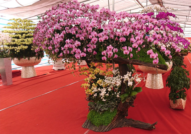 Giá các chậu lan còn tùy thuộc vào cách sáng tạo riêng biệt. Ảnh: Kinhtedothi.