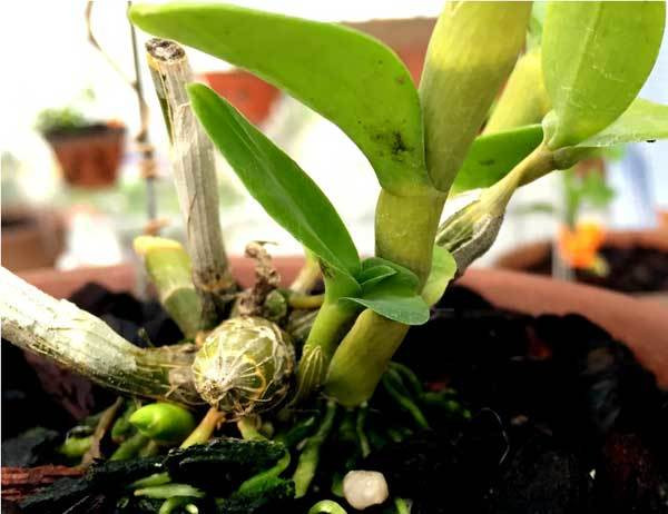 Chủ nhân của giò lan “Người đẹp Bình Dương” không tiết lộ giá mua. Tuy nhiên, theo một người trong giới chơi lan, trên thị trường, giò lan này có giá không dưới 10 tỷ đồng. Ảnh: Dân Việt.