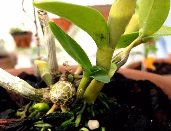 Chủ nhân của giò lan “Người đẹp Bình Dương” không tiết lộ giá mua. Tuy nhiên, theo một người trong giới chơi lan, trên thị trường, giò lan này có giá không dưới 10 tỷ đồng. Ảnh: Dân Việt.