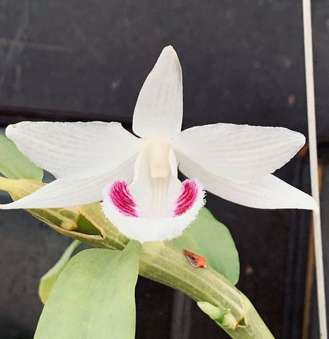 Theo chủ nhân của cây lan quý, để có một cây lan đột biến như thế này rất khó, người chơi có khi phải mua cả 10 tấn lan rừng chưa chắc đã xổ được một bông đẹp. Ảnh: Dân Việt. Video: Bình Phước: Thực hư 3 cây lan đột biến gene giá 32 tỷ đồng. Nguồn: VTC14