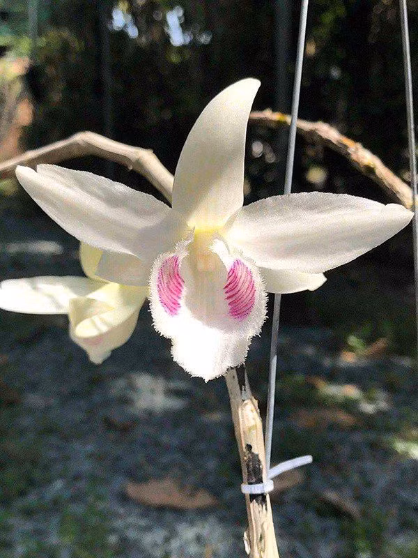 Cuối năm 2018, cây lan phi điệp 5ct Bảo Duy này được bán thành công với giá 2,7 tỷ đồng cho một đại gia ở Hòa Bình. Ảnh: VietQ.