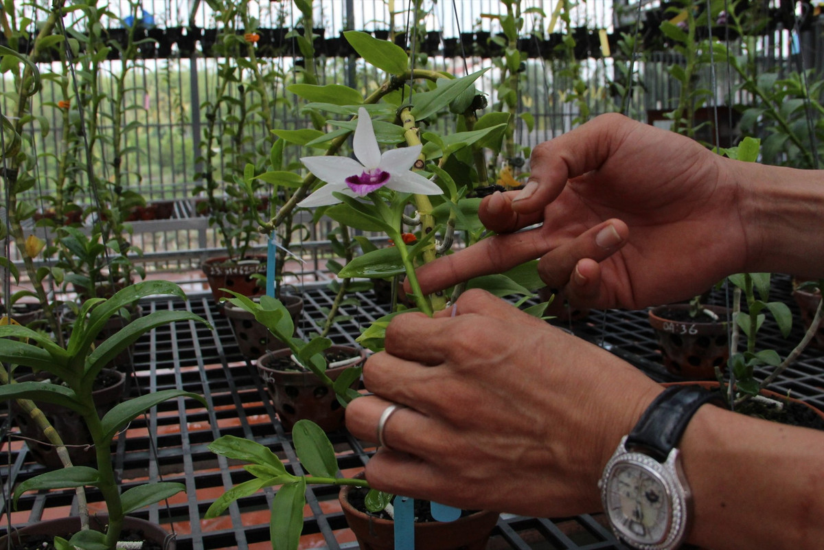 Ngoài ra, anh Xuân còn mua một cây Bảo Duy 5 cánh trắng khác giá 9,9 tỷ đồng và một cây Da Vàng 10 tỷ đồng. Ảnh: Lao động.