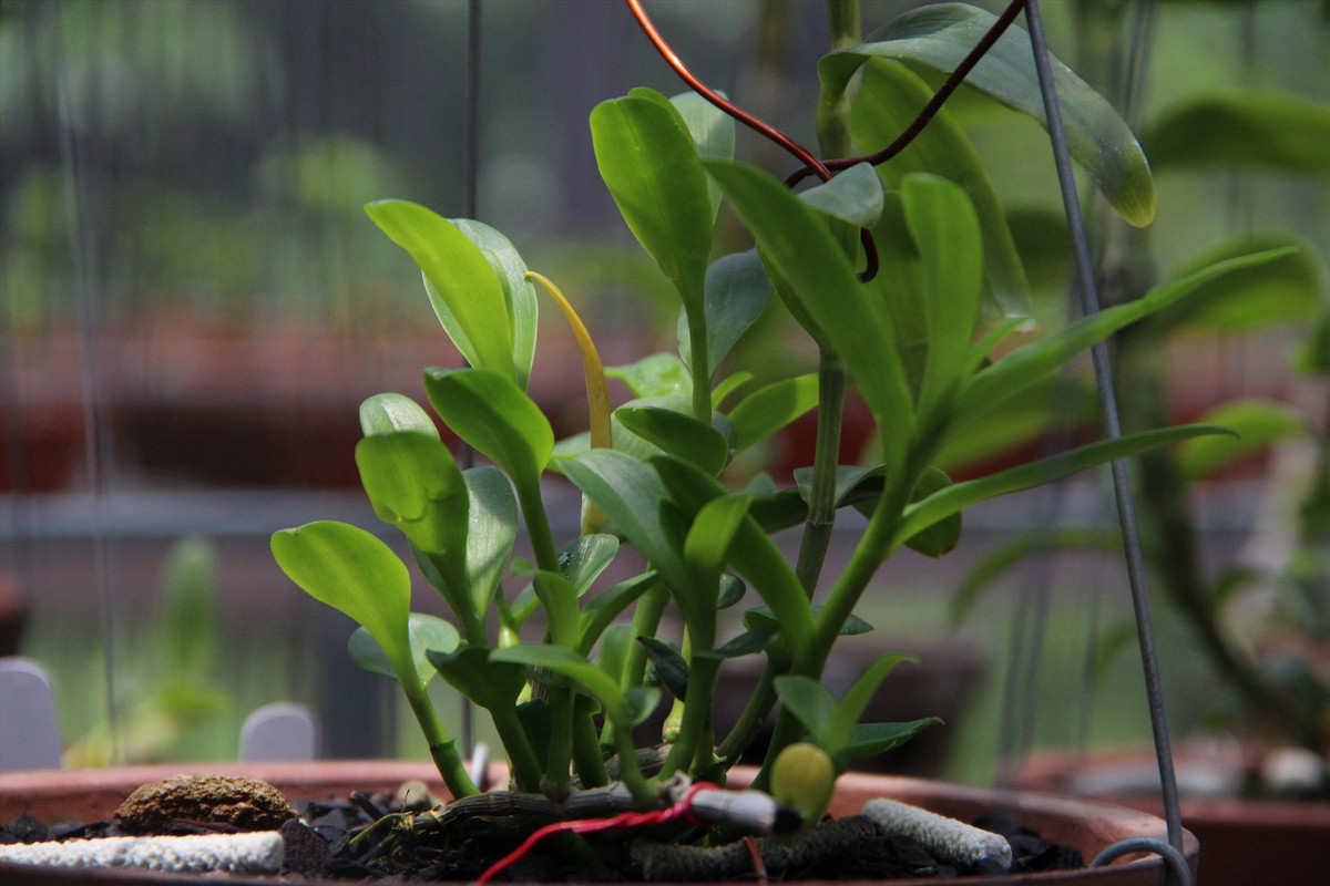 Anh Xuân cho biết, cây lan 12 tỷ anh vừa mua là cây Bảo Duy 5 cánh trắng. Ảnh: Lao động.