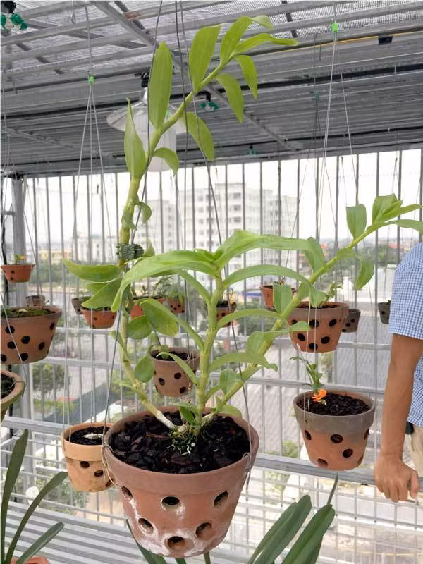 Thực tế, đây không phải là lần đầu tiên xuất hiện giao dịch lan đột biến tiền tỷ ở nước ta. Đầu tháng 6 năm ngoái, tại khách sạn Dầu khí (TP. Thái Bình), giò phong lan phi điệp đột biến có tên “Người đẹp Bình Dương” đã được bàn giao cho chủ nhân mới là một nhóm người đàn ông yêu lan ở TP.Thái Bình với trị giá bán đến chục tỷ đồng. Ảnh: Dân Việt.