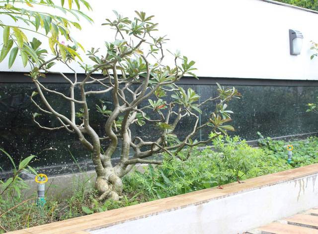 Hệ thống tưới lắp đặt ở các luống bậc thang với van tự động. Ảnh: H&amp;P Architects. Video: Độc đáo cách tạo lối vào nhà. Nguồn: VTC1