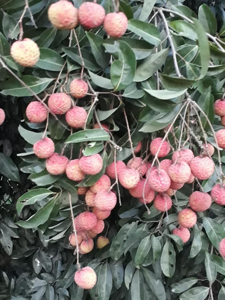 Trong khi đó, vài thiểu là loại quả có giá rẻ ở Việt Nam, có năm được mùa, tại Bắc Giang, giá vải chỉ vài nghìn đồng/kg. Ảnh: Facebook.