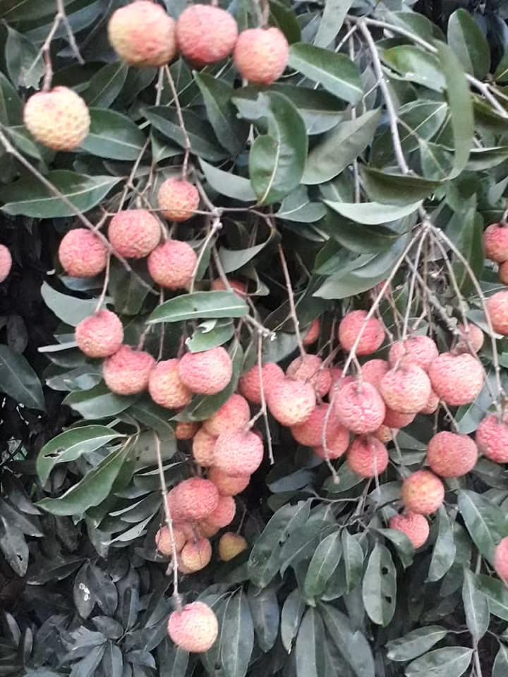 Trong khi đó, vài thiểu là loại quả có giá rẻ ở Việt Nam, có năm được mùa, tại Bắc Giang, giá vải chỉ vài nghìn đồng/kg. Ảnh: Facebook.