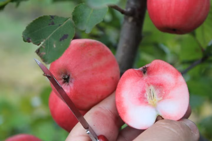 Để được thưởng thức trái táo này, khách hàng phải mua với giá 12,95 bảng Anh/cây (tương đương hơn 400.000 đồng).