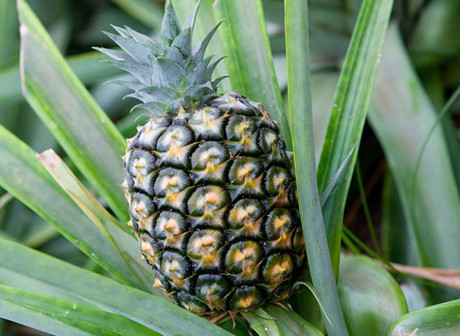 Các nhà khoa học tại Australia tạo ra loại quả dứa có vị của dừa, nhiều nước hơn và ngọt hơn dứa thường.