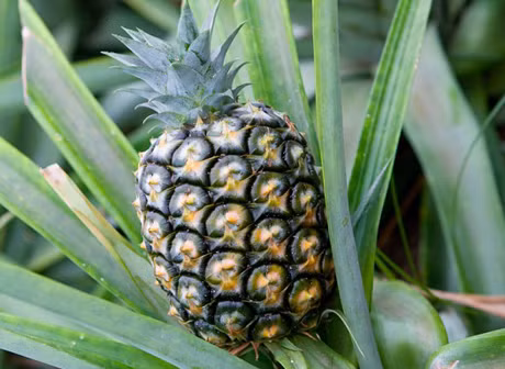 Các nhà khoa học tại Australia tạo ra loại quả dứa có vị của dừa, nhiều nước hơn và ngọt hơn dứa thường.