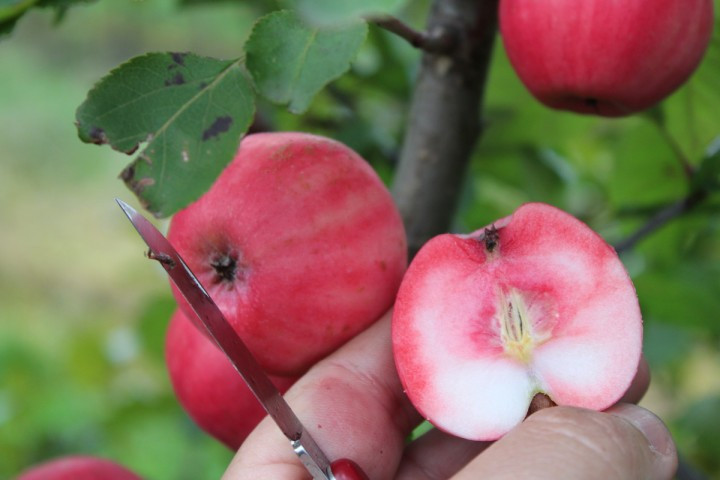 Để được thưởng thức trái táo này, khách hàng phải mua với giá 12,95 bảng Anh/cây (tương đương hơn 400.000 đồng).