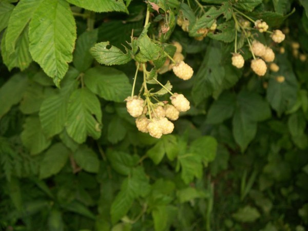 Cây mâm xôi trắng được tạo ra bằng cách lai giống cây môm xôi nâu có tên Crystal White và mâm xôi Lawton. Thông thường, quả mâm xôi có màu đỏ hoặc đen. Nguồn ảnh: Getty Image Video: Mẹo bảo quản hoa quả tươi lâu, không phải ai cũng biết. Nguồn: VTC Now