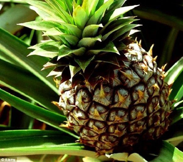 Loại dứa này cho hương vị dừa hấp dẫn, tương đối ngọt, ít chua và rất nhiều nước.