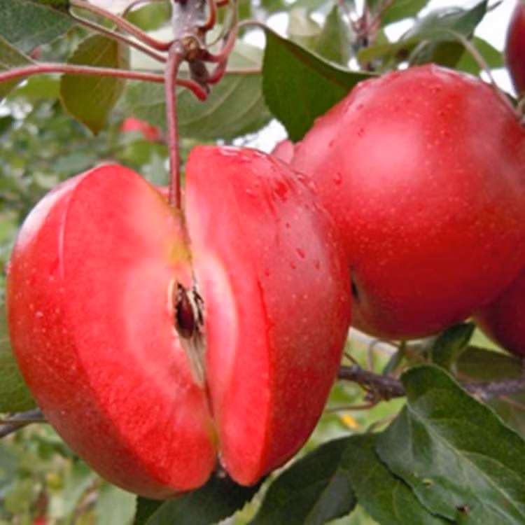 5 loại trái cây “kỳ quặc” có tiền cũng khó mua 5 loai trai cay “ky quac” co tien cung kho mua