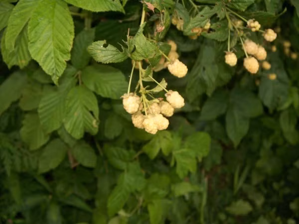 Cây mâm xôi trắng được tạo ra bằng cách lai giống cây môm xôi nâu có tên Crystal White và mâm xôi Lawton. Thông thường, quả mâm xôi có màu đỏ hoặc đen. Nguồn ảnh: Getty Image Video: Mẹo bảo quản hoa quả tươi lâu, không phải ai cũng biết. Nguồn: VTC Now