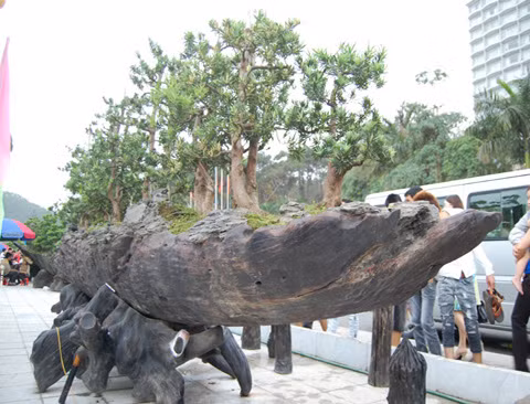 Siêu phẩm "Chiến thắng Bạch Đằng" giá 3 triệu USD (hơn 60 tỷ đồng) khiến nhiều người choáng váng. Ảnh: Vietnamnet. Video: Độc: Cây bưởi diễn bonsai cổ thụ trăm triệu. Nguồn: VTC1