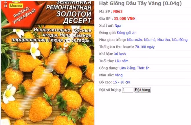 Trên thị trường, giá hạt giống dâu tây vàng dao động 35.000-40.000 đồng một gói. Khảo sát một số trang bán hàng trực tuyến, giá hạt giống dâu tây vàng 2-3 USD một gói.