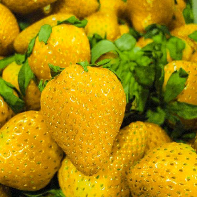 Khác với dâu tây đỏ thường thấy, những trái dâu thuộc giống Fragaria vesca có màu vàng lạ mắt, được trồng chủ yếu ở các nước châu Âu. Cây được yêu thích vì cho trái làm thực phẩm và trồng kiểng khá đẹp.