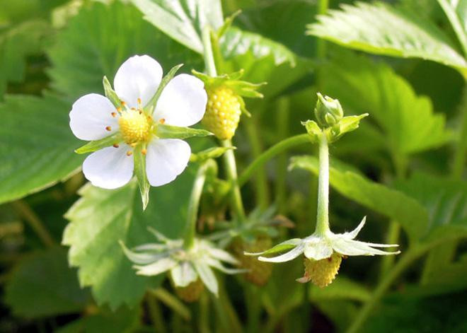 Mặc dù sở hữu kích thước nhỏ, dâu tây vàng thực sự chứa rất nhiều chất xơ, từ đó có thể chống tiêu chảy và táo bón, giảm đau dạ dày hoặc các vấn đề liên quan đến đường tiêu hóa khác. Loại quả này giúp cơ thể loại bỏ các chất thải ra khỏi cơ thể nhanh hơn.