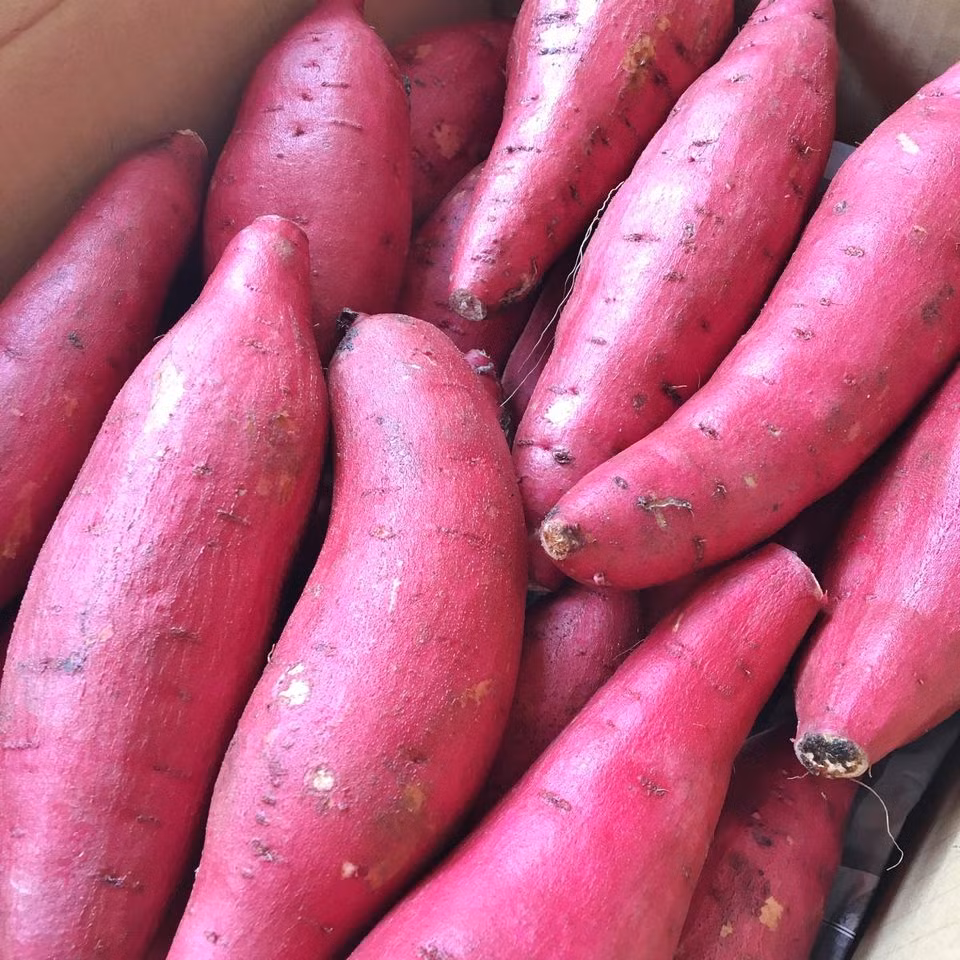 Khoai lang Nhật có màu tím bên ngoài và màu vàng bên trong, khi nướng vỏ chuyển sang nâu đỏ.