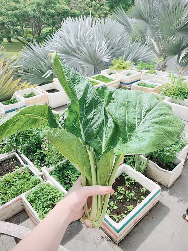 Nữ ca sĩ cho biết vườn rau được cô chăm bón, nuôi dưỡng 20 ngày qua, không thiếu loại nào.