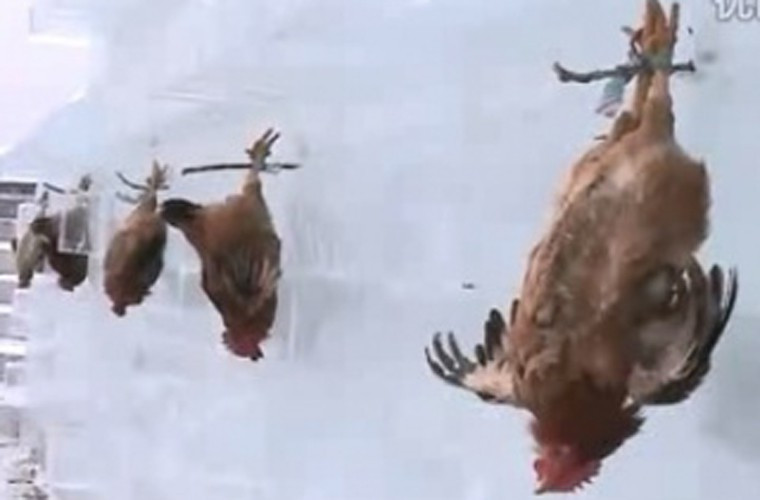 Nhiều du khách đến Tây Tạng đều khiếp sợ với món ăn này. Họ cho rằng cách chế biến quá đáng sợ và tàn nhẫn.